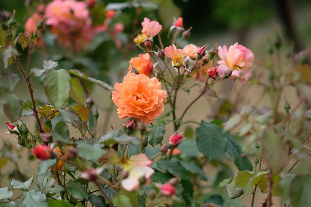 Bild: Auf dem Nordh&auml;user Petersberg