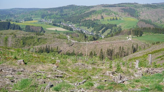 Bild: Klimawandel vor der eigenen Haust&uuml;r: Der Buchdrucker hat in Th&uuml;ringens W&auml;ldern ganze Fichtenh&auml;nge zum Absterben gebracht � wie hier im Th&uuml;ringer Forstamt Sonneberg