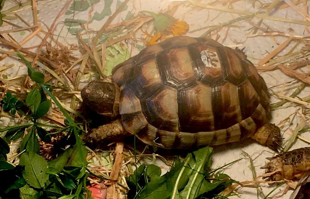 Bild: Schildkr&ouml;te Nr. 10 vermisst.