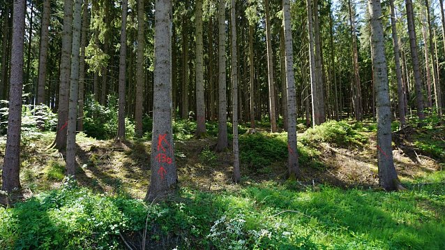 Bild: K � wie K&auml;fer! Die roten Striche auf der Rinde zeigen die frisch vom Borkenk&auml;fer befallenen Fichten an. Sie m&uuml;ssen umgehend eingeschlagen und aus dem Wald transportiert werden