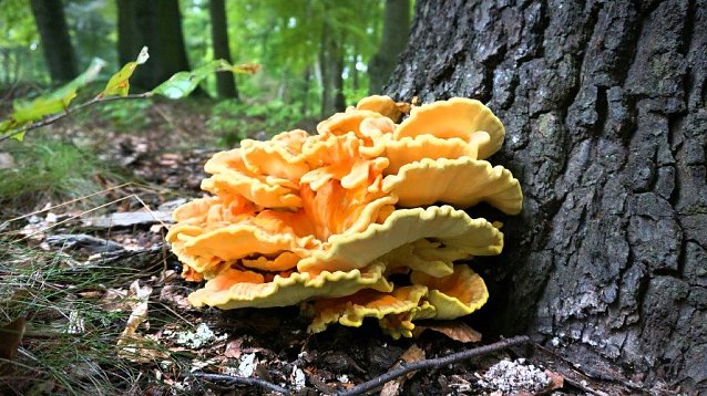 Bild: Der Gemeine Schwefelporling ist ein im Sommer wie Herbst zu erntender Speisepilz, der ein Wassergehalt bis 70 % aufweist - wenn die Temperaturen nicht zu hoch sind und gen&uuml;gend Niederschlag f&auml;llt