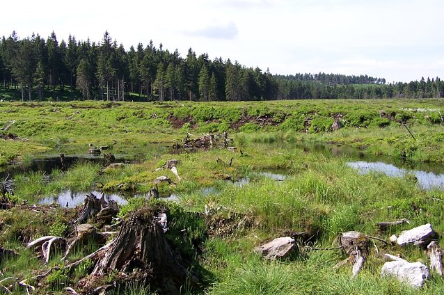 Bild: Der von Baumbewuchs befreite Moork&ouml;rper am Saukopfmoor bei Oberhof. Die Klimawandelfolgen machen ggf. eine nat&uuml;rliche Beschattung der vor Austrocknung gef&auml;hrdeten Moorvegetation erforderlich