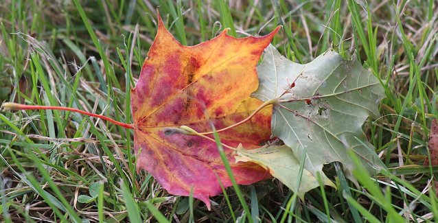 Bild: Herbstlaub kann zur Unfallgefahr werden