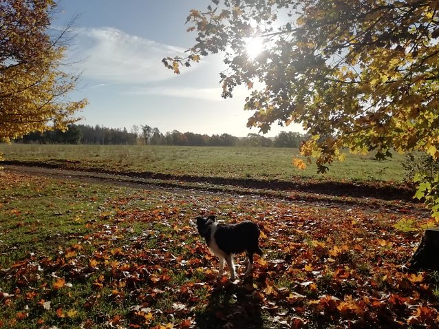 Bild: Der Herbst zeigte sich in Sophienhof heute wieder von seiner sch&ouml;nsten Seite