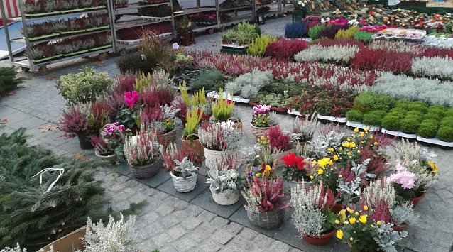 Bild: Herbstpflanzen auf dem Sondersh&auml;user Wochenmarkt