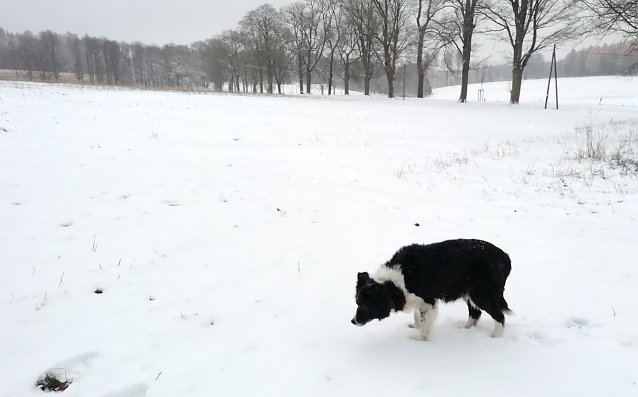 Bild: Der Winter hielt in Sophienhof im harz Einzug mit -3 Grad und f&uuml;nf Zentimeter Neuschnee &uuml;ber Nacht
