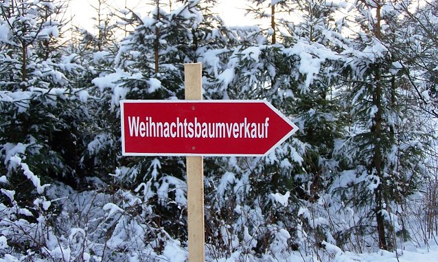 Bild: Weihnachtsb&auml;ume zum Selbstschlagen in W&auml;ldern der Region