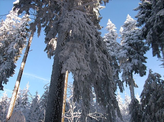 Bild: Derart mit Schnee und Eis behangene Baumkronen, &Auml;ste oder Wipfel k&ouml;nnen unter der Last pl&ouml;tzlich brechen und herabst&uuml;rzen. Waldbesuchende sollten Vorsicht 