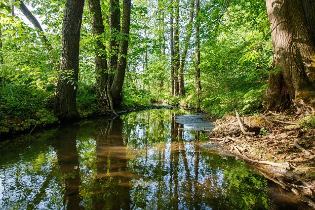 Bild: Naturnaher Bachlauf