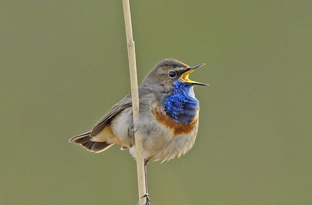 Bild: Blaukehlchen
