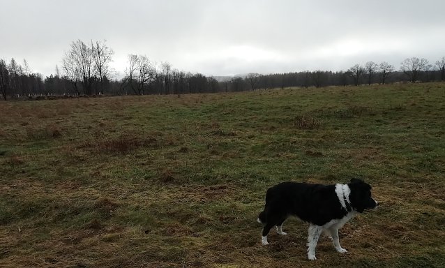 Bild: 3 Grad, Wind und Nieselregen meldete heute Morgen Sophienhof im Harz