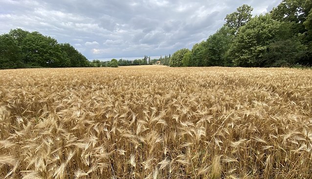 Bild: Getreidefeld bei Bad Langensalza