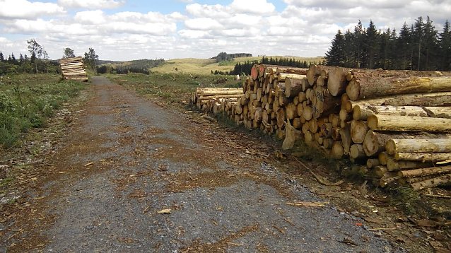 Bild: Viele Holzstapel und entwaldete Bergh&uuml;gel k&uuml;nden vom Waldsterben im Harz.