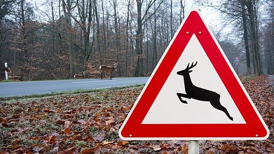 Bild: Vorsicht vor Wildwechsel in den Morgenstunden