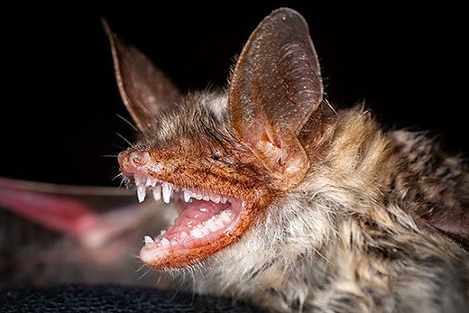 Bild: Gro&szlig;es Mausohr (Myotis myotis)
