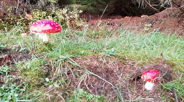 Bild: Der Herbstwald lockt wieder zum Pilzesuchen - aber nicht alle sollten mitgenommen werden!