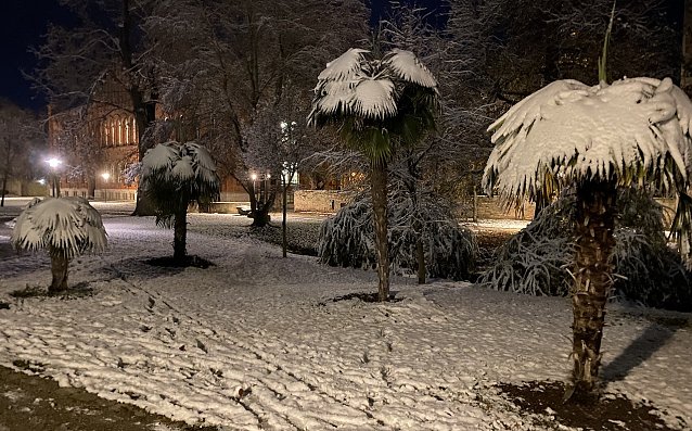 Bild: Auch die Langensalzaer Schneepalmen sind inzwischen in ihr Winterquartier umgezogen