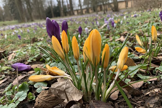 Bild: Fr&uuml;hlingsboten