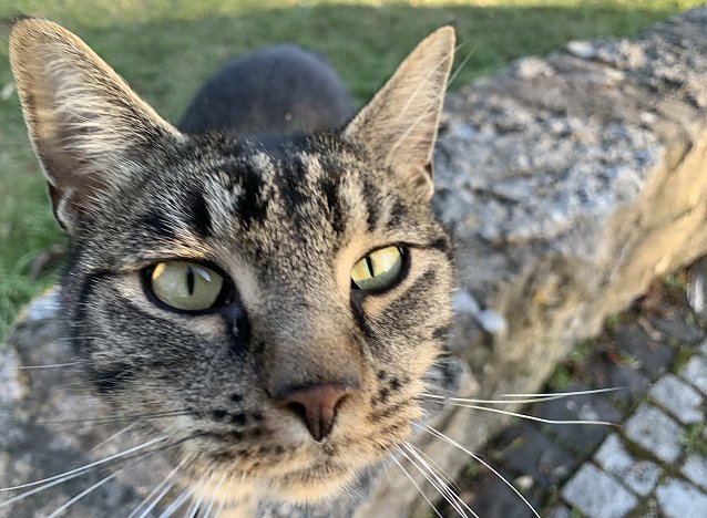 Bild: Symbolbild Katze