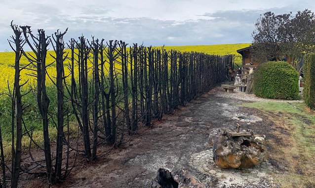 Bild: Niedergebrannte Hecke in Steinthaleben