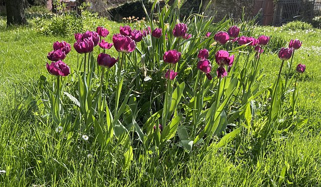 Bild: Sommerliche Temperaturen zum Feiertag