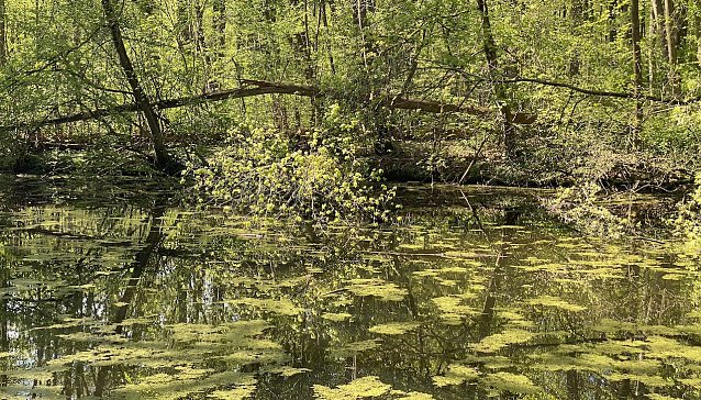 Bild: Teich im Nationalpark Hainich