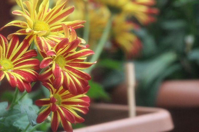 Bild: Blumen- und Staudenmarkt 
