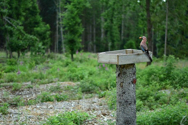 Bild: Waldbesitzende k&ouml;nnen mit dem Aufstellen und Beschicken eines H&auml;hertellers die &ouml;rtliche Verbreitung von Eicheln und Bucheckern durch den typisch kr&auml;chzenden Eichelh&auml;her sorgen   