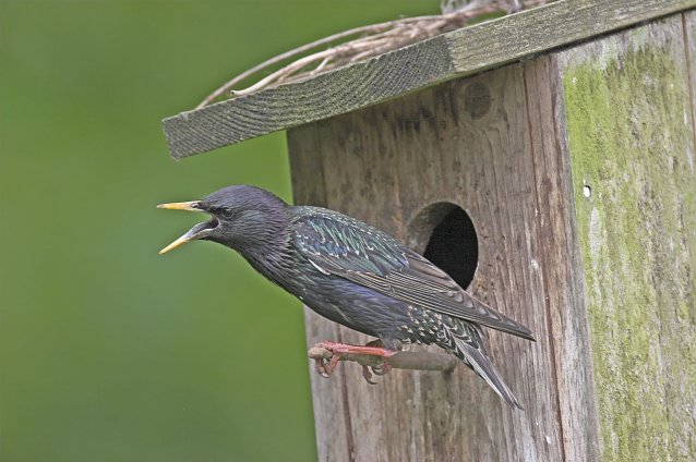 Bild: Auch den Star kann man im eigenen Garten entdecken