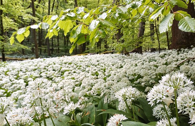 Bild: Barlauch im Hainich