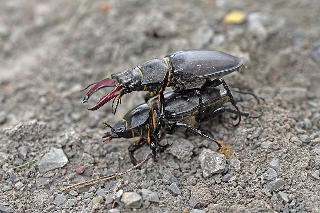 Bild: Bildunterschrift: Hirschk&auml;ferm&auml;nnchen und Hirschk&auml;ferweibchen bei der Paarung
