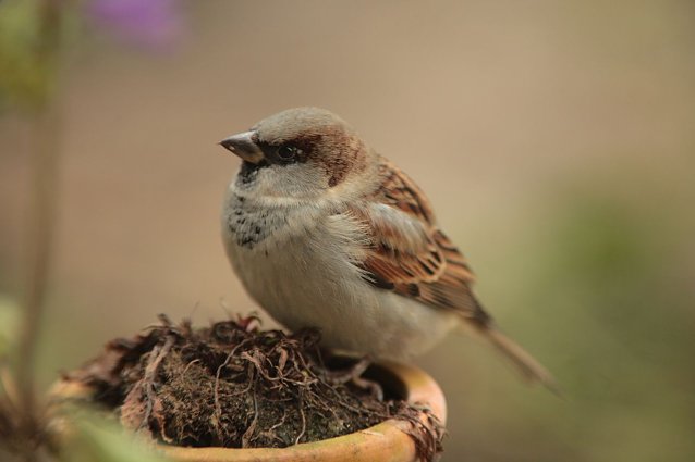 Bild: Der gemeine Haussperling
