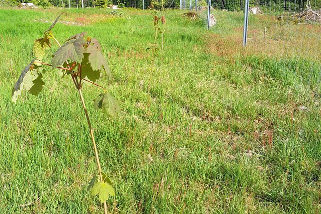 Bild: Jungwald im Zaunschutz mit einer Pflanzreihe Bergahorn: Nur regelm&auml;&szlig;ige Pflege sichert eine gedeihliche Entwicklung zum Klimawald