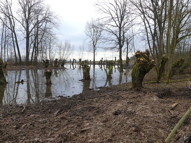 Bild: Gepflegte Kopfweiden am Igelsee bei Allmenhausen
