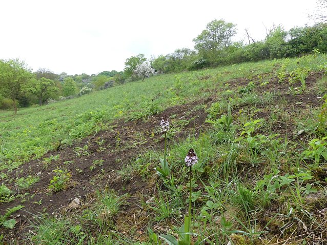 Bild: Orchideen am "Roten Hang" bei Bad Frankenhausen