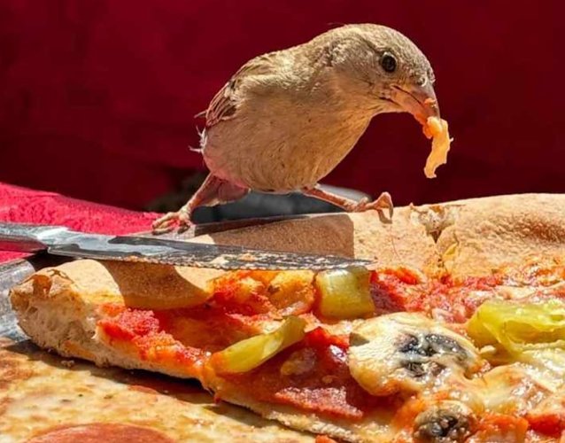 Bild: Kleiner Spatz ganz gro&szlig;