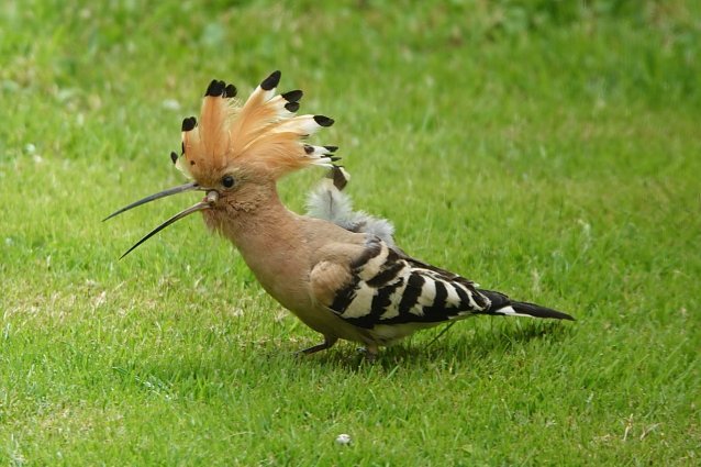 Bild: H&uuml;bscher Gast im Garten