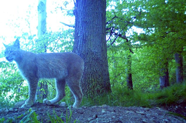Bild: Dieser junge Luchs steht in der N&auml;he von Nordhausen wom&ouml;glich nicht zum ersten Mal vor der Kamera
