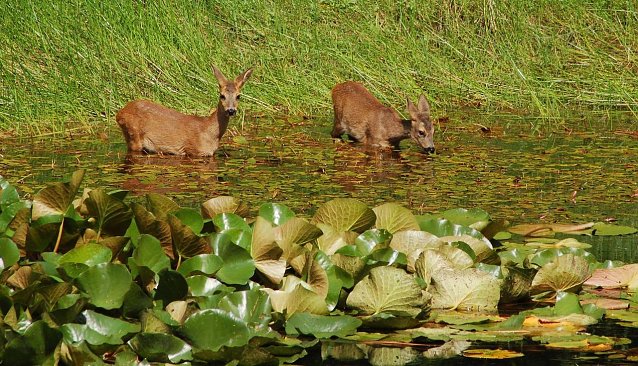 Bild: Wird die Sommerhitze zu stark, gehen Rehe auch mal ins Freibad