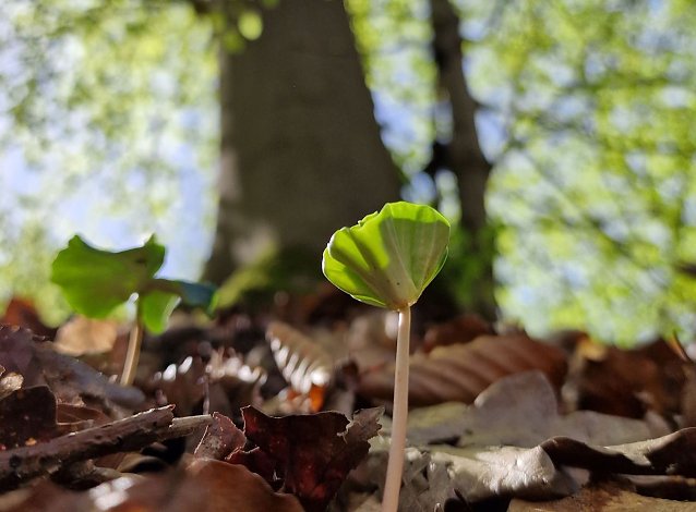 Bild: Waldbesitzer sind gut beraten, die Kr&auml;fte der Natur bei der Wiederbewaldung klug zu nutzen