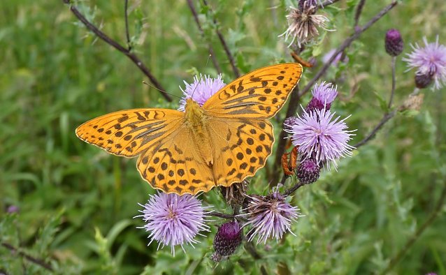 Bild: Kaisermantel: ein heimischer Schmetterling der Region
