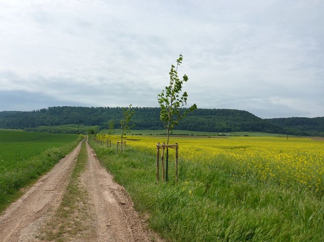Bild: Baumpflanzung in Kleinfurra