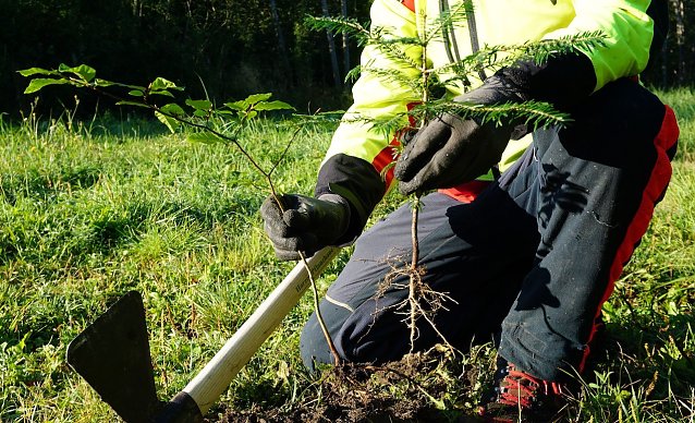 Bild: Beim Pflanzen von Waldb&auml;umen gilt der Blick vor allem der Wurzel: Sie muss pfleglich in den Boden gebracht werden � bei einer Vielzahl von m&ouml;glichen Pflanzwerkzeugen gilt es den &Uuml;berblick zu behalten
