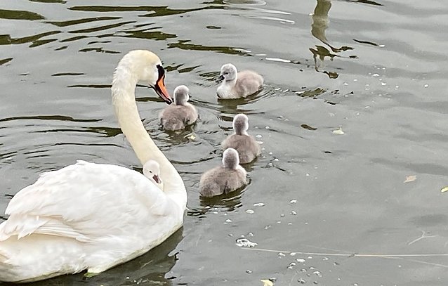 Bild: Schwanenfamilie am gro&szlig;en Teich in Sondershausen