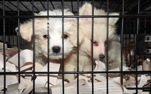 Bild: Hundewelpen werden in kleinen K&auml;figen quer durch Europa transportiert