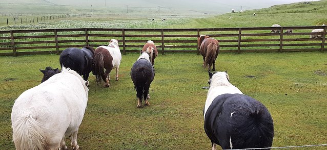 Bild: Immer sch&ouml;n gegen den Sturm stehen. Ponys auf Shetland