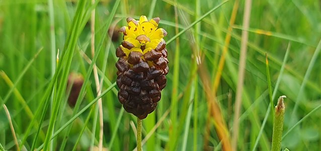 Bild: Moor-Klee (Trifolium spadiceum)