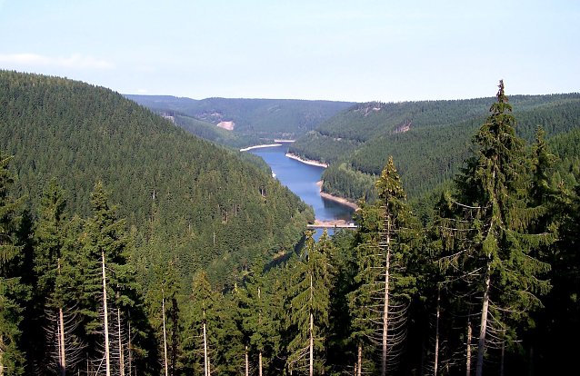 Bild: Die Fichte in Th&uuml;ringen, hier an der Ohratalsperre, ist trotz fortschreitendem Klimawandel l&auml;ngst nicht verloren: In den H&ouml;henlagen wird sie als Mischwaldbaumart erhalten bleiben