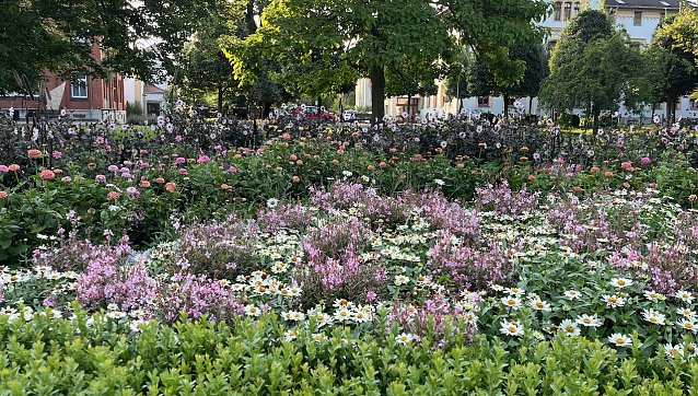 Bild: Ein Blumenmeer im Kurpark bad Langensalza 