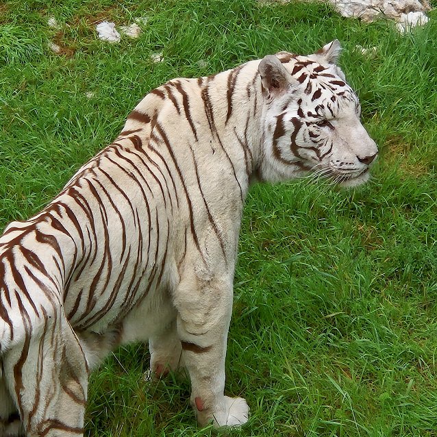 Bild: Wei&szlig;er Tiger - Serengeti Park in Hodenhagen (3)